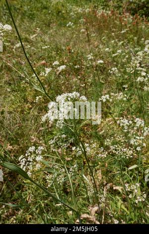 Conopodium majus in Blüte Stockfoto