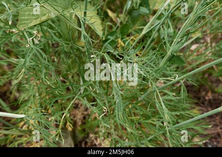 Conopodium majus in Blüte Stockfoto