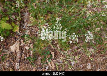 Conopodium majus in Blüte Stockfoto