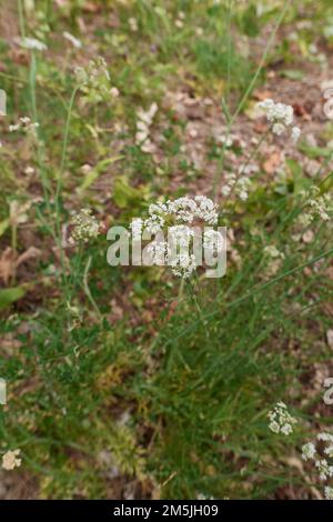 Conopodium majus in Blüte Stockfoto