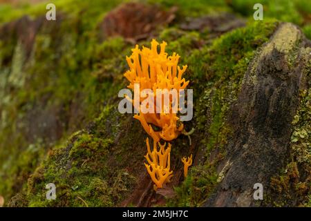 Gelbes Stagshorn (Calocera viskosa) im Wald in großbritannien Stockfoto