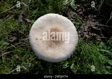 Macrolepiota procera mit Sonnenschirmpilzkappe mit originalem Muster brauner Schuppen in Kreisen, vor dem Hintergrund dunkler trockener Blätter, die Silber hervorheben Stockfoto