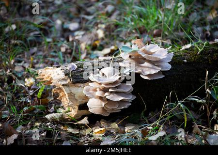 Austernpilz, Pilz Pleurotus ostreatus Stockfoto