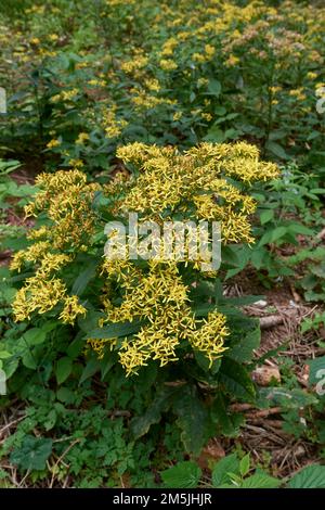 Senecio ovatus gelbe Blüten Stockfoto