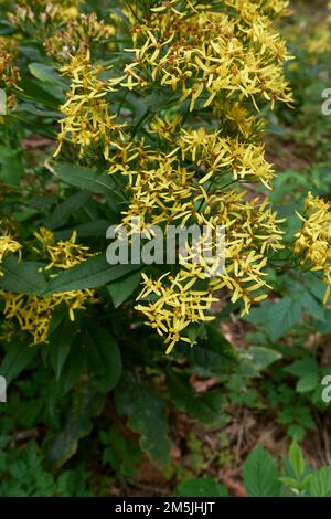 Senecio ovatus gelbe Blüten Stockfoto