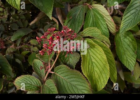 Viburnum lantana Zweig mit Früchten Stockfoto