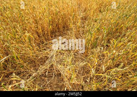 Weitwinkelaufnahme der Restgerste ( Hordeum vulgare ) nach der Ernte durch einen Landwirt. Stockfoto