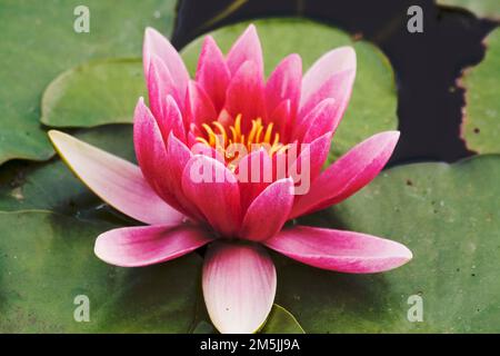 Rosa Wasserlilie Blume im Teich Stockfoto