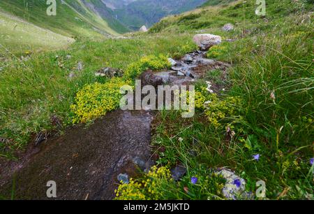 Alpenapollo Lebensraum, Parnassius sacerdos, Alpine Apollo Butterfly Habitat Stockfoto