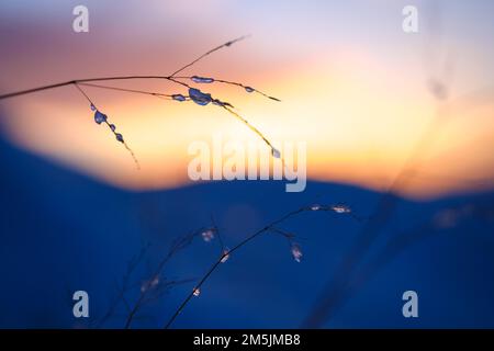 Gefrorene Wassertropfen auf Gras in Einer verschneiten Landschaft bei Sonnenuntergang Stockfoto