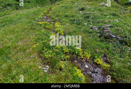 Alpenapollo Lebensraum, Parnassius sacerdos, Alpine Apollo Butterfly Habitat Stockfoto