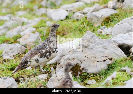 Alpenschneehuhn, Lagopus muta, Rock Ptarmigan Stockfoto