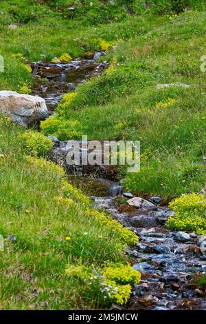 Alpenapollo Lebensraum, Parnassius sacerdos, Alpine Apollo Butterfly Habitat Stockfoto