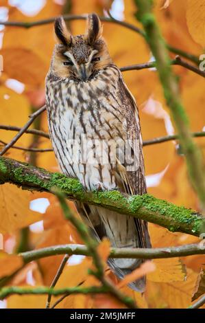 Waldohreule, ASIO otus, langohrige Eule Stockfoto