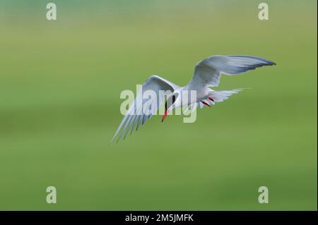 Flussseeschwalbe Sterna Hirundo, Seeschwalbe Stockfoto