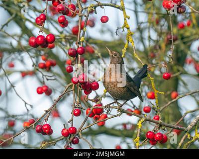 Blackbird Turdus merula weibliche Fütterung von Krabbenäpfeln im Garten Norfolk Stockfoto