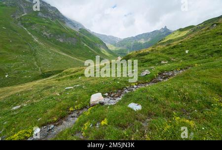 Alpenapollo Lebensraum, Parnassius sacerdos, Alpine Apollo Butterfly Habitat Stockfoto