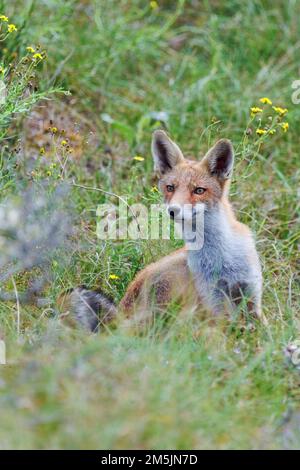 Rotfuchs, Vulpes vulpes, Red Fox Stockfoto