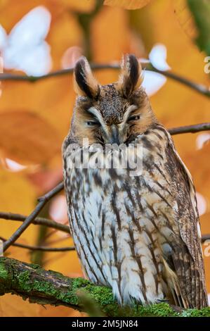 Waldohreule, ASIO otus, langohrige Eule Stockfoto