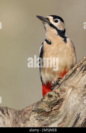 Weiblicher Dendrocopos Major in Gloucestershire, Großbritannien Stockfoto