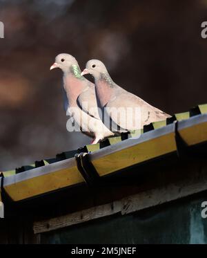 Ein Paar Stock Doves auf einem Blechdach in der Wintersonne Stockfoto