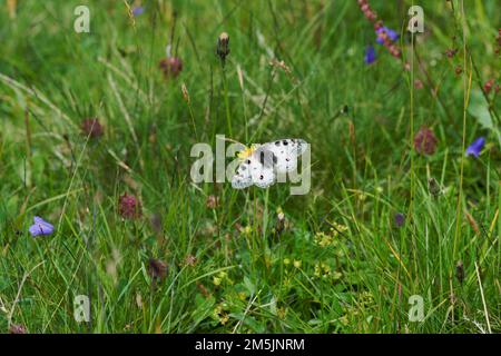 Alpenapollo, Parnassius sacerdos, Alpiner Apollo-Schmetterling Stockfoto