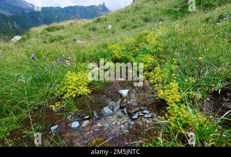 Alpenapollo Lebensraum, Parnassius sacerdos, Alpine Apollo Butterfly Habitat Stockfoto