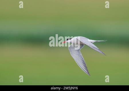 Flussseeschwalbe Sterna Hirundo, Seeschwalbe Stockfoto