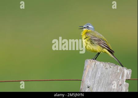 Maennchen, schafstelze Motacilla flava, Männliche western Schafstelze Stockfoto