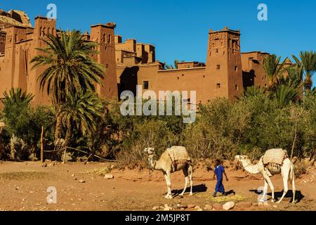 Marokko. Ksar d'Ait Ben Haddou im Atlasgebirge Marokkos. UNESCO-Weltkulturerbe seit 1987. Kamele vor dem Dorf Stockfoto