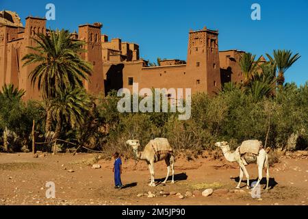 Marokko. Ksar d'Ait Ben Haddou im Atlasgebirge Marokkos. UNESCO-Weltkulturerbe seit 1987. Kamele vor dem Dorf Stockfoto