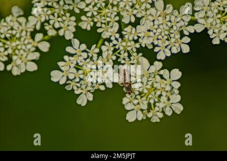 Fliege sitzt auf Privatblume Stockfoto