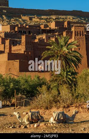 Nordafrika. Marokko. Ksar d'Ait Ben Haddou im Atlasgebirge Marokkos. UNESCO-Weltkulturerbe seit 1987. Kamele vor dem Dorf Stockfoto