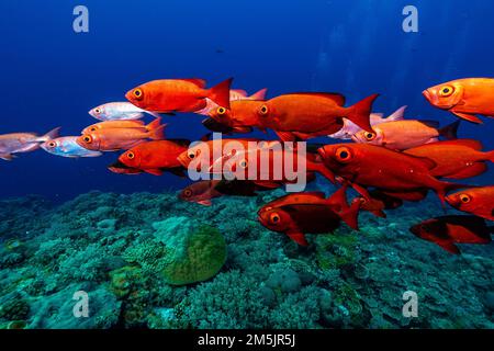 Eine Schule von Mondschwanz-Bullseye-Fischen, die im klaren blauen Meerwasser um die Korallen schwimmen Stockfoto