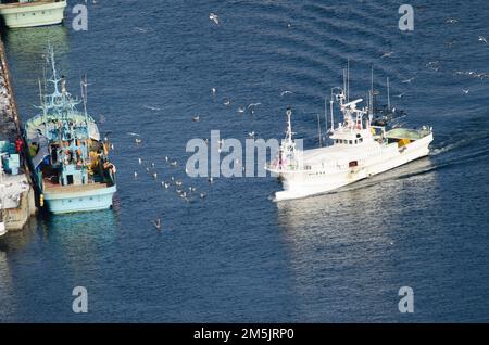 Rausu, 28. November 2017: Blick auf ein Fischerboot, das im Hafen ankommt. Halbinsel Shiretoko. Unterpräfektur Nemuro. Hokkaido. Japan. Stockfoto