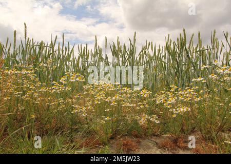 Blick von vorne auf große Gruppen von blühenden Kamillenpflanzen vor einem Weizenfeld in der niederländischen Landschaft im Frühling und einem blauen Himmel mit Wolken Stockfoto