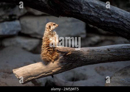 Meerkat Suricate gefunden in Hellabrunn, Zoo München, Deutschland. Stockfoto