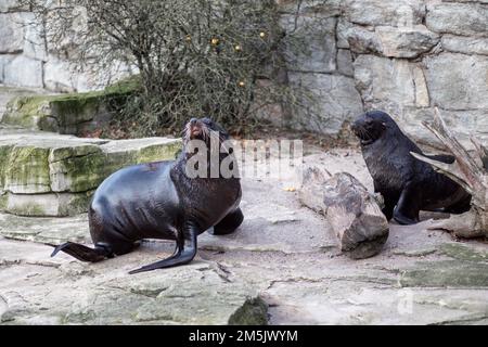 Südamerikanischer Seelöwe gefunden in Hellabrunn, Zoo München, Deutschland. Stockfoto