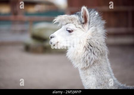 Lama glama, Lama in Hellabrunn, Zoo München, Deutschland. Stockfoto