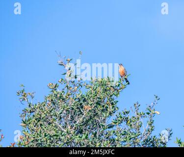 Ein amerikanischer Robin (Turdus migratorius) erhebt sich im Franklin Canyon in Los Angeles, Kalifornien, auf einem Strauch. Stockfoto