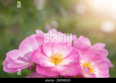 harkness rosa. Rose mit kleinen pinkfarbenen, flachen Blumen, die vom Sonnenuntergang glühen Stockfoto