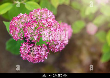 Rosa Hortensien, Schafblume. Blühende Hortensien, Hydrangea arborescens oder Candybelle Bubblegum im Garten im Sommer Stockfoto