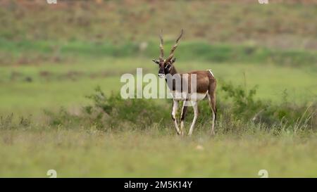 Ein Erpresser (Antilope cervicapra), auch bekannt als die indische Antilope auf dem Feld Stockfoto