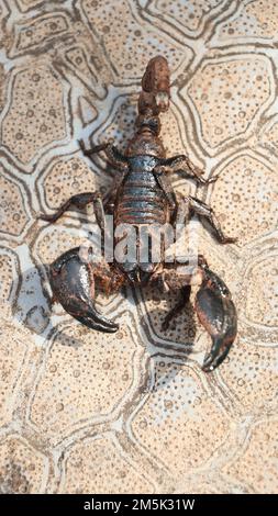 Ein Blick von oben auf Gigantometrus swammerdami, der auf einem Steinboden spaziert Stockfoto