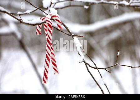 Zuckerstangen hängen an einem mit Schnee bedeckten Ast. Märchenhafter Winterwald, Hintergrund für die Neujahrsfeier, kaltes Wetter Stockfoto