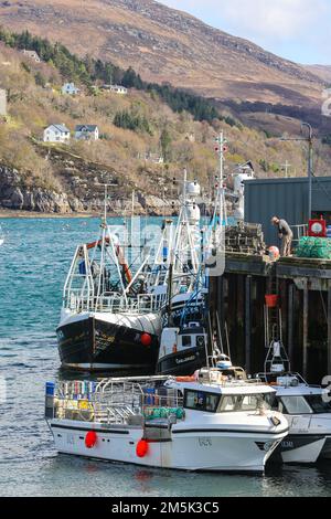 Angeln,Boote,Angeln,Anlegen,at,Ullapool,Hafen,Highland,Highlands,Schottland,Schottland,ländlich,Landschaft,Europa,europäisch,Touristen,Tourismus,ikonisch,Touristenattraktion, Stockfoto