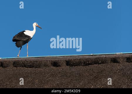 Ein Storch auf einem typischen Schilfdach in einem Donaudelta. Stockfoto