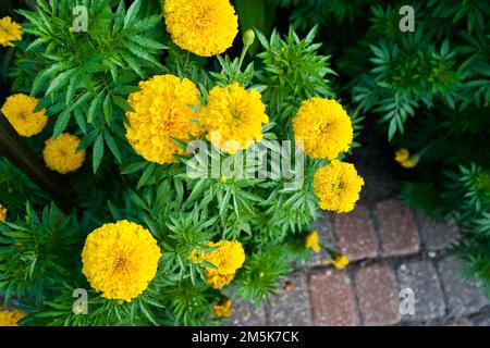 Eine Nahaufnahme gelber mexikanischer Marigoldblüten, Tagetes erecta Blüte, die von oben eingefangen wird Stockfoto