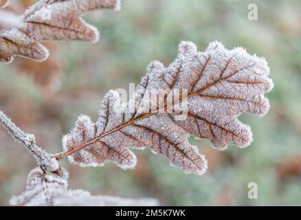 Nahaufnahme von frostbedeckter sterbender Eiche/Quercusblatt im frühen Morgenlicht. Bei kaltem Wetter in Großbritannien, Kälte im Winter usw. Eiche einmal in pflanzlichen Heilmitteln verwendet. Stockfoto
