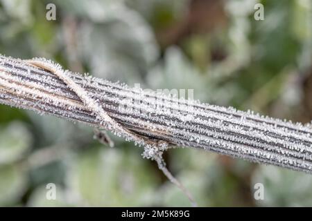 Nahaufnahme eines gefrorenen, frostbedeckten toten Stammes von Hogweed/Heracleum sphondylium, umwickelt von totem Honigsauger/Lonicera periclymenum. Stockfoto